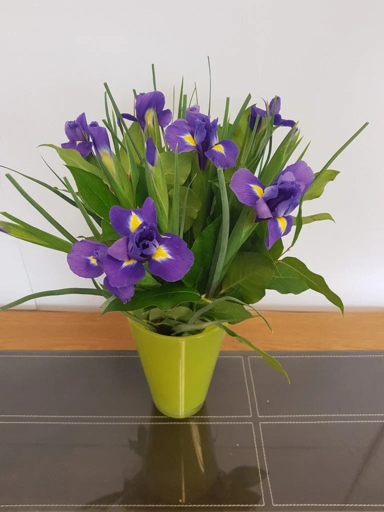 Fully Iris (Next Day)